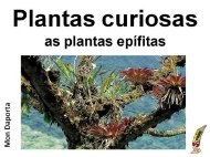 Plantas curiosas. As plantas epífitas